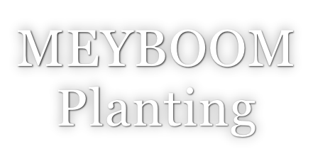MEYBOOM Planting